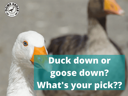 Difference between duck down and duck feather discount